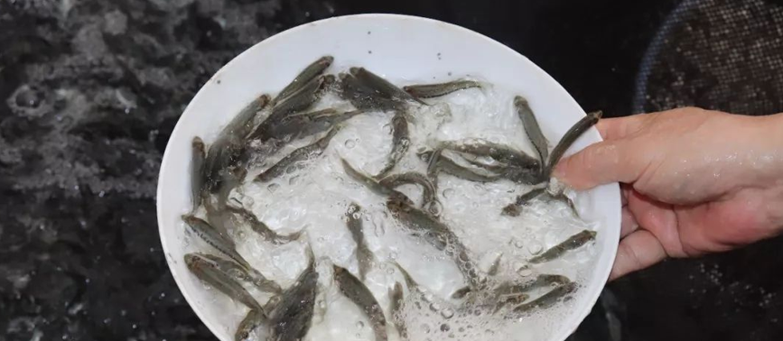加州鲈鱼驯化培育技术
