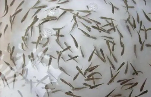 鲈鱼养殖技术与鱼塘管理，如何饲养鲈鱼苗选购与培育方法