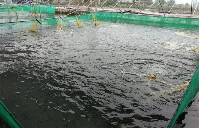 淡水养鲈鱼的水温要求?淡水鲈鱼养殖温度多少适宜
