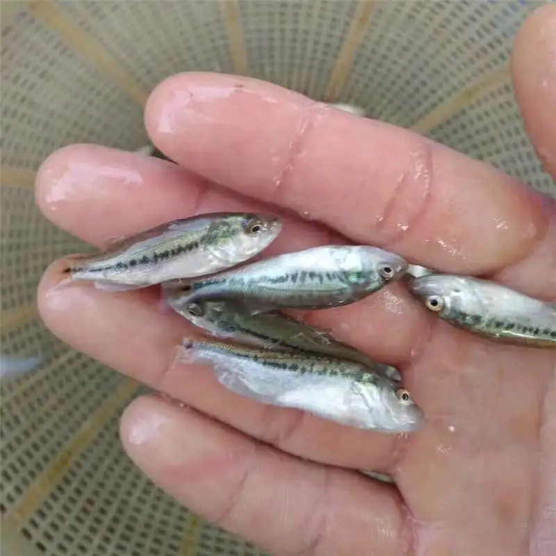 加州鲈鱼苗种培育的技术，加州鲈鱼苗养殖密度多少适合