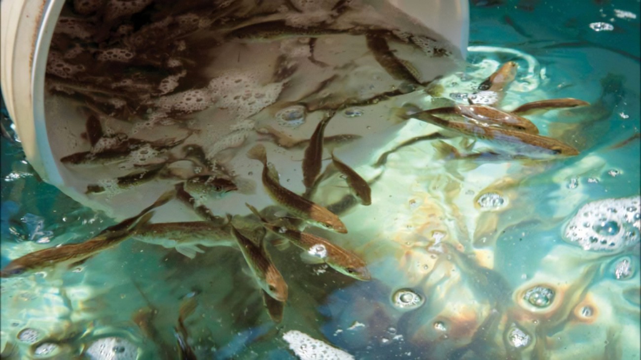 淡水鲈鱼的养殖实用技术介绍， 淡水鲈鱼的养殖方法
