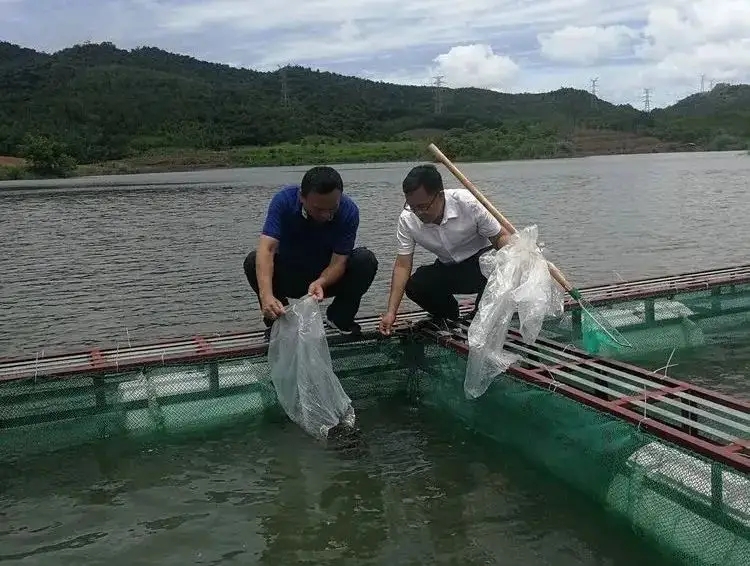 高密度淡水鲈鱼养殖技术，鲈鱼养殖密度