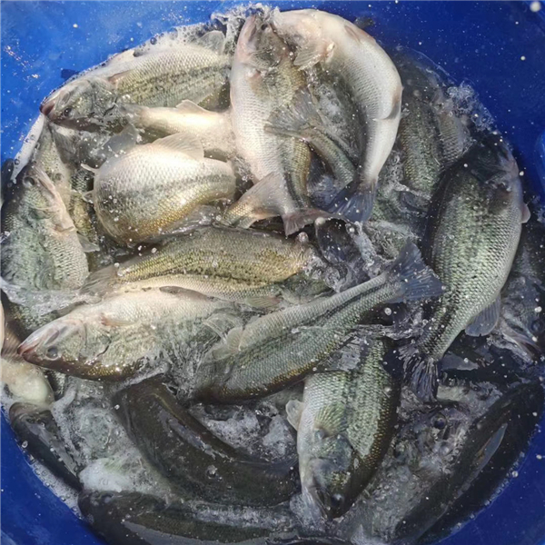  淡水鲈鱼要怎么样养，鲈鱼淡水养殖技术