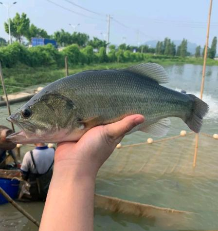 淡水鲈鱼怎么养殖，淡水河塘养殖鲈鱼技术