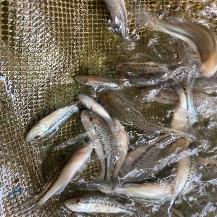 淡水养鲈鱼选在什么季节放鱼苗，春季鲈鱼养殖
