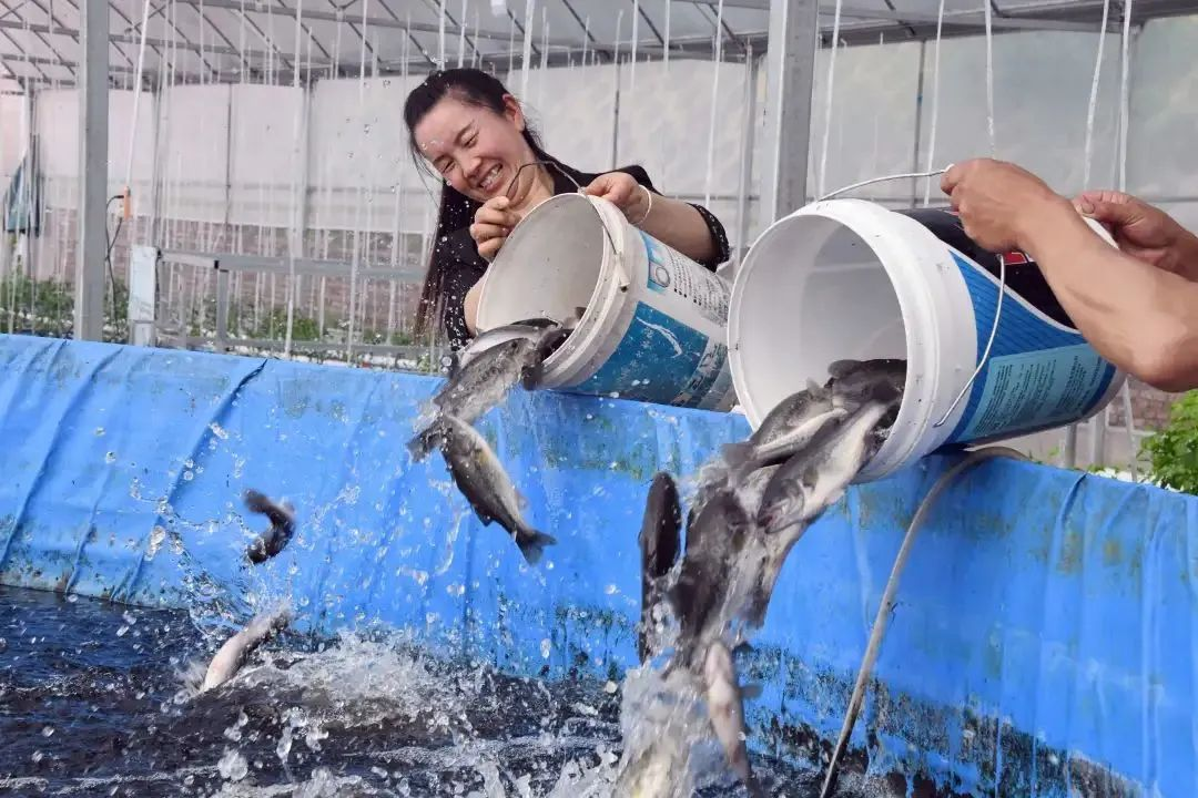 鲈鱼一般都喂什么，淡水鲈鱼养殖技巧和管理