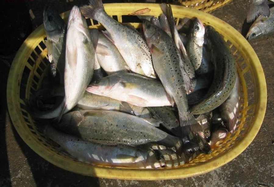 淡水鲈鱼.jpg