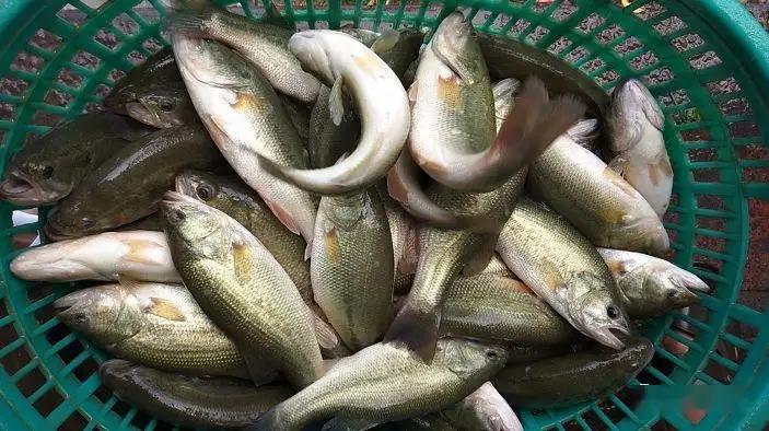 加州鲈黄肝怎么解决.jpg
