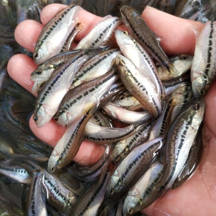 加州鲈育苗期熟身病的防治措施